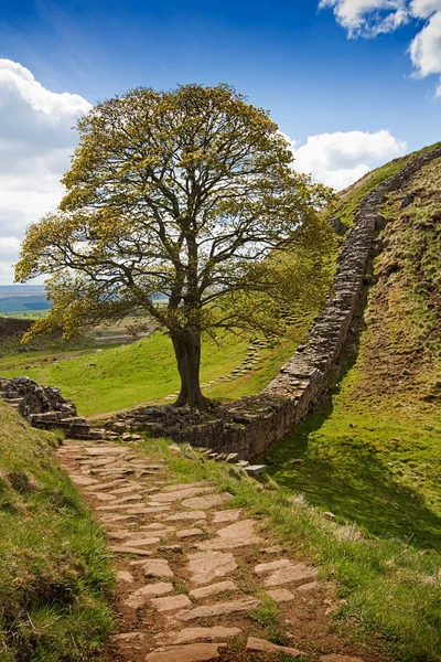 Sycamore Gap on Hadrian's Wall — Stock Photo, Image