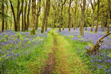 Bluebells halı ve yol