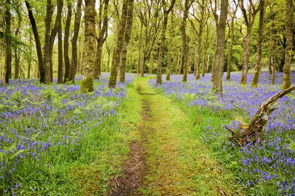 Bluebells Carpet and Path — Stock Photo, Image