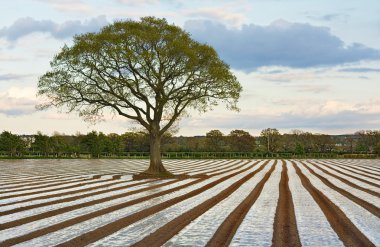 Lone tree in ploughed agricultural field clipart
