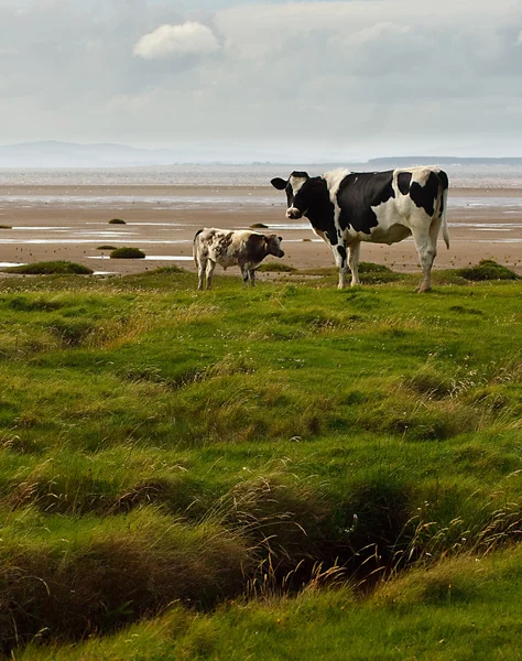 Friesians Holstein na solway — Zdjęcie stockowe