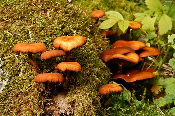 Funghi d'autunno — Foto Stock