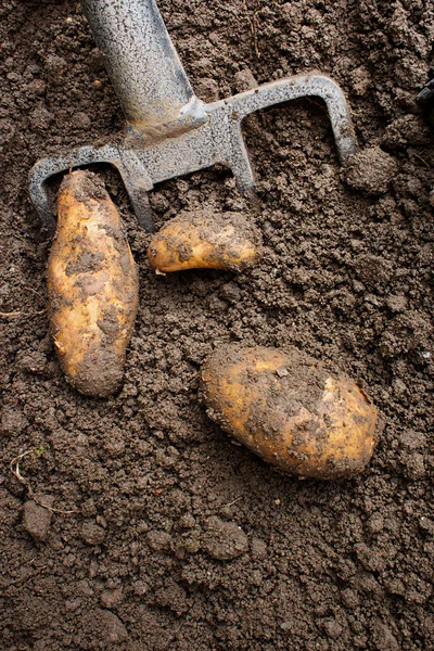 Digging up tatties — Stock Photo, Image