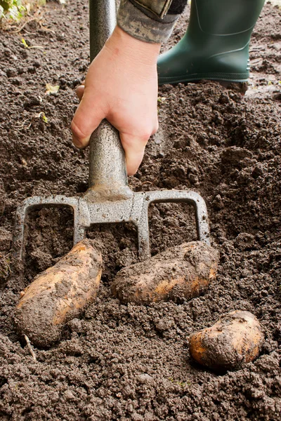 Garden produce — Stock Photo, Image