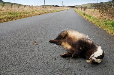 Road kill badger clipart