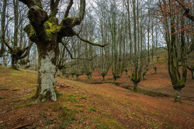Otzarreta Beech Ormanı. Gorbea Doğal Parkı. İspanya.