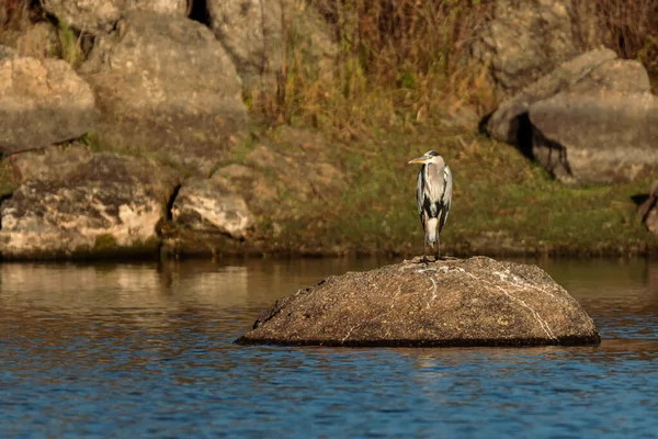 Gray Heron Its Natural Environment — Stock Photo, Image