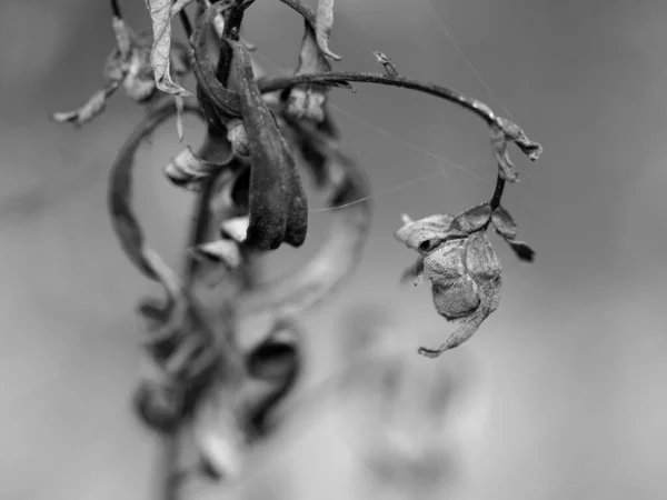 소나무 빗자루 — 스톡 사진