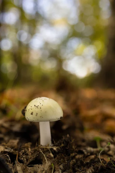 Cogumelo Uma Floresta Castanha — Fotografia de Stock