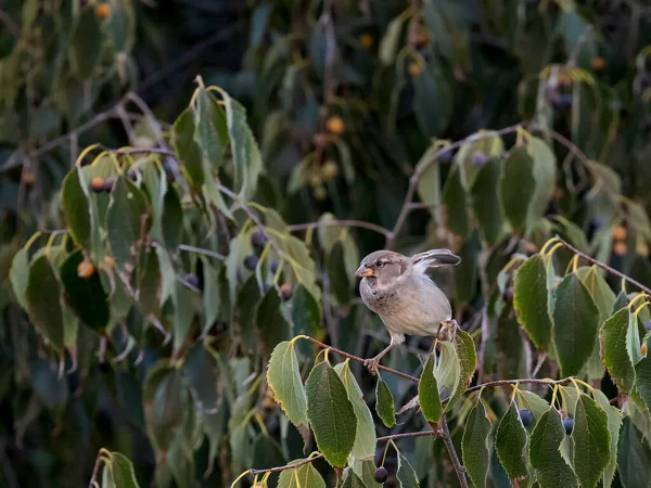 Sparrow Its Natural Environment — Stock Photo, Image