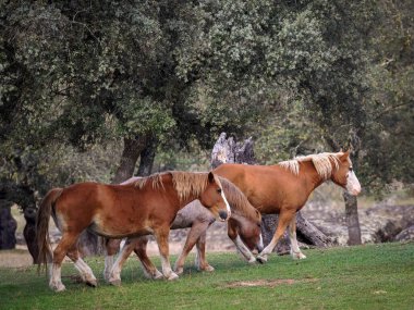 Arroyo de la Luz yakınlarındaki bir çayırda üç at. İspanya.