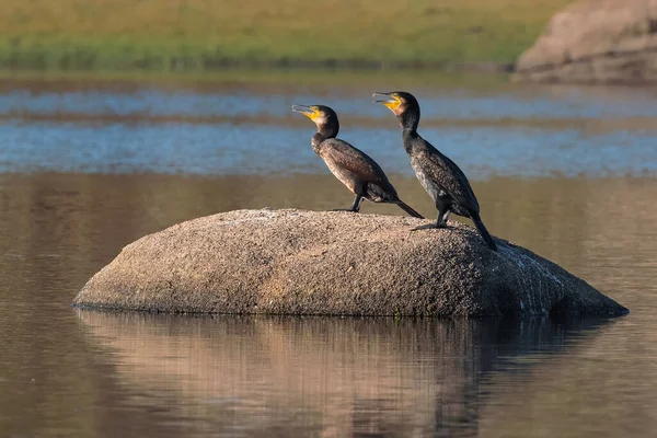 Great Cormorant Phalacrocorax Carbo Pair Birds Lagoon — Stock Photo, Image