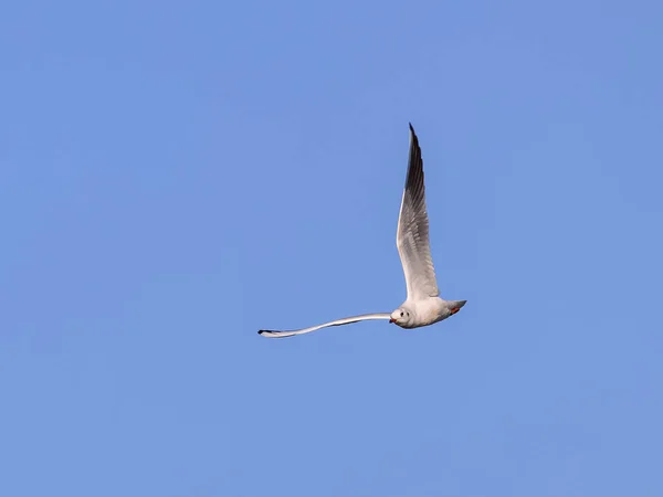 Die Schwarzrückenmöwe Larus Fuscus — Stockfoto