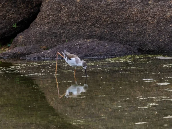 Gólyatöcs Közös Gólyaláb Vagy Tarka Gólyatöcs Himantopus Himantopus — Stock Fotó