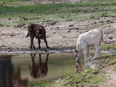 Buzağılar kıyıda içiyor..
