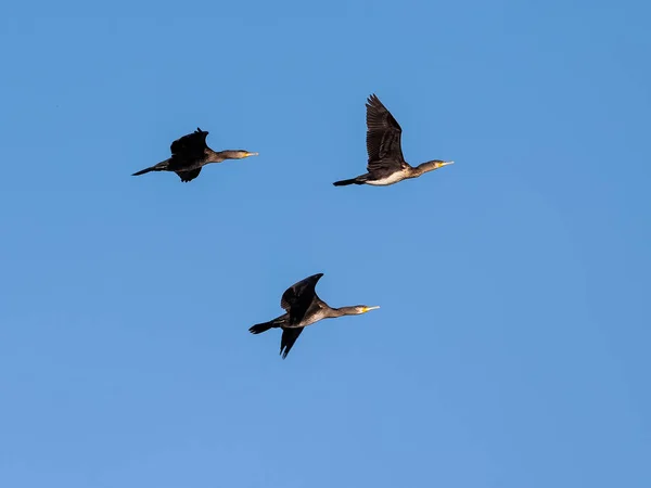 Kormoran Phalacrocorax Carbo Drei Vögel Flug — Stockfoto