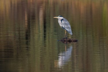 Gri balıkçıl doğal ortamında.