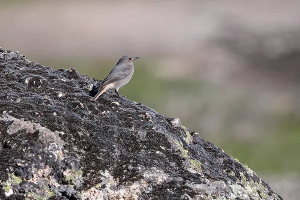 Rojo Negrostart Phoenicurus Ochruros Pájaro Posado Sobre Una Roca — Foto de Stock