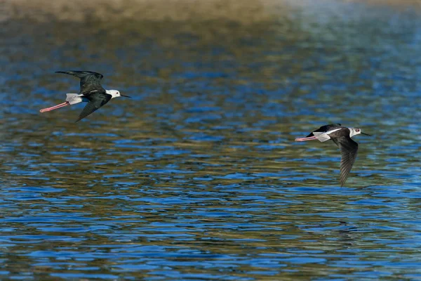 Чернокрылый Ходуль Himantopus Himantopus Две Птицы Полете — стоковое фото