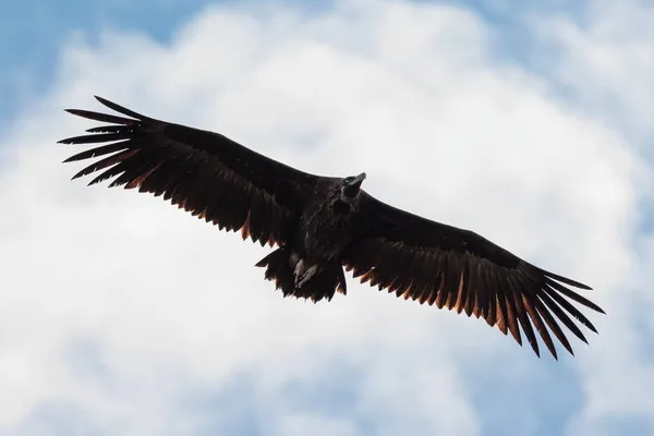 Black Vulture Coragyps Atratus Bird Flight — Stock Photo, Image