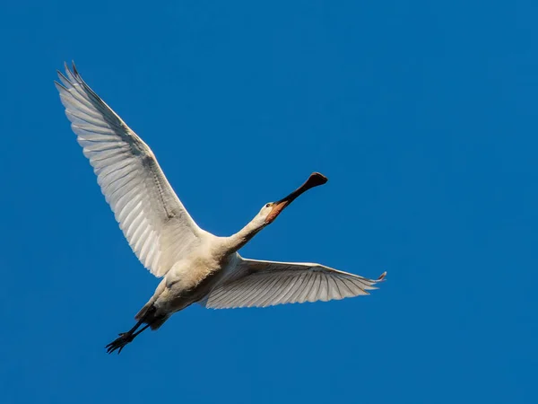 Lingură Eurasiatică Platalea Leucorodia Pasăre Zbor — Fotografie, imagine de stoc