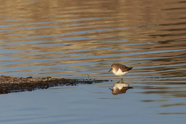 Bécasseau Commun Actitis Hypoleucos Oiseau Dans Son Environnement Naturel — Photo