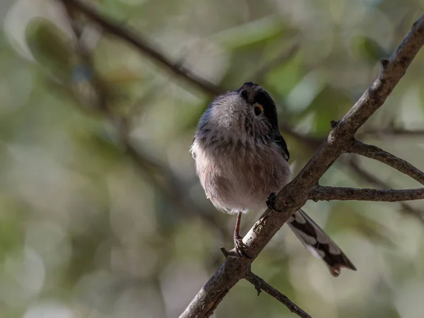 Long Tailed Tit Aegithalos Caudatus Bird Its Natural Environment — Zdjęcie stockowe