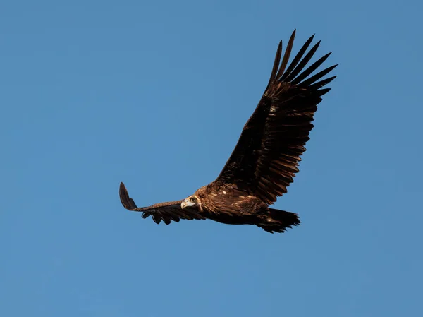 Griffon Vulture Bird Flight — Stock Photo, Image