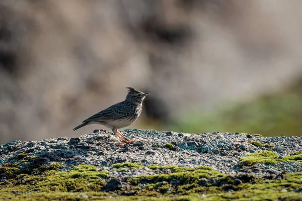 Crested Lark Oiseau Dans Son Environnement Naturel — Photo