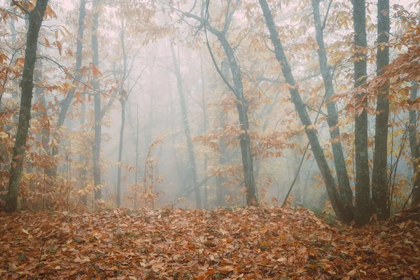 Krajina Mlhou Kaštanovém Lese Poblíž Montanchez Extremadura Španělsko — Stock fotografie