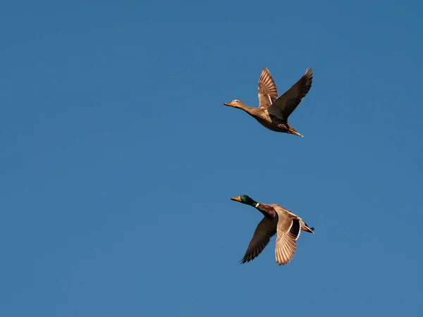 Dwie Kaczki Ptaki Locie — Zdjęcie stockowe
