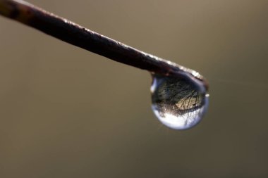 Manzara bir damla suyun içinden görünüyor..