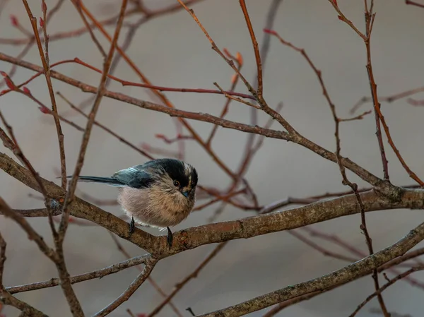 Long Tailed Tit Aegithalos Caudatus Bird Its Natural Environment — Fotografia de Stock