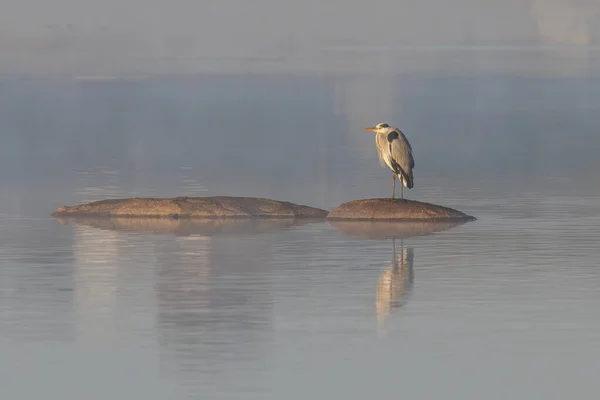 Heron Gri Mediul Său Natural — Fotografie, imagine de stoc