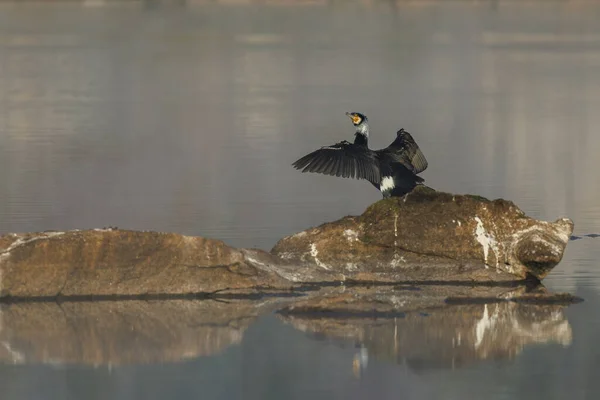 Mare Cormoran Pasăre Mediul Său Natural — Fotografie, imagine de stoc