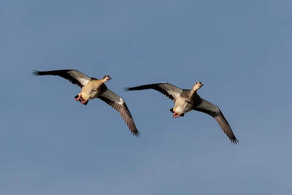 Egyptian Goose Alopochen Aegyptiaca Birds Its Natural Environment — Stock Photo, Image