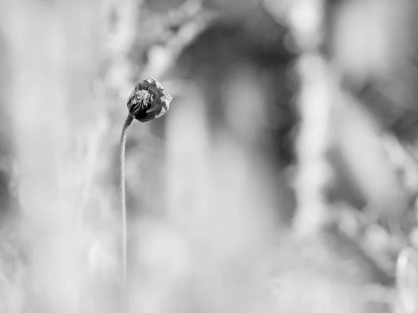 Çalıların Arasında Kurumuş Çiçek — Stok fotoğraf