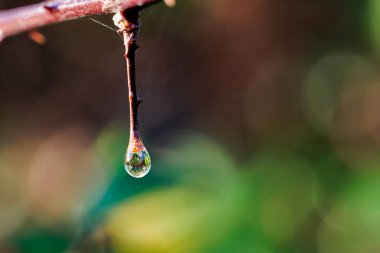 Manzara bir damla suyun içinden görünüyor..