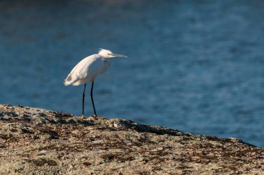 Küçük Egretta (Egretta garzetta). Kuş doğal ortamında.