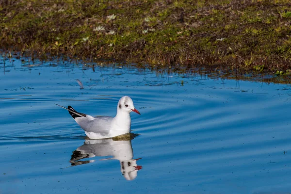 Gaivota Cabeça Preta Chroicocephalus Ridibundus Pássaro Seu Ambiente Natural — Fotografia de Stock