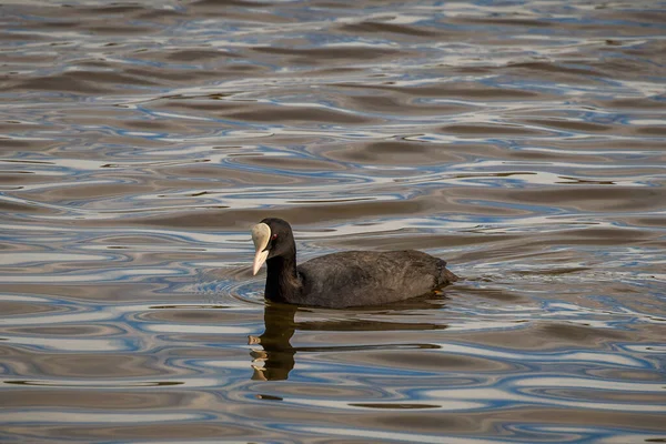 Eurasian Coot Fulica Atra Pták Svém Přirozeném Prostředí — Stock fotografie