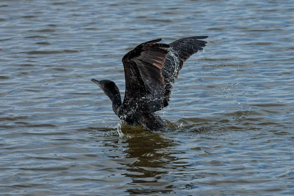 Gran Cormorán Phalacrocorax Carbo — Foto de Stock