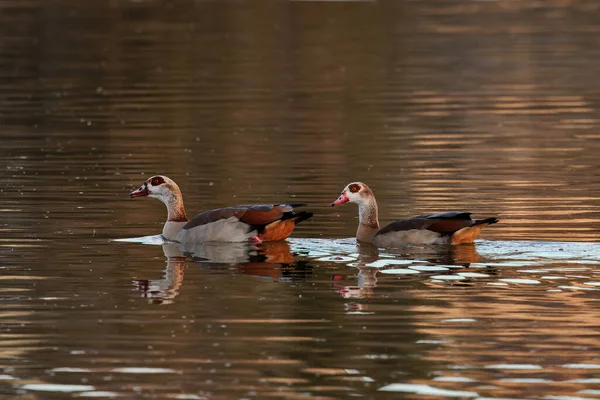 Ganso Egípcio Aves Seu Ambiente Natural — Fotografia de Stock