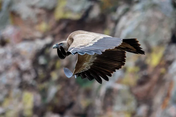 Griffon Vulture Bird Flight — Stock Photo, Image