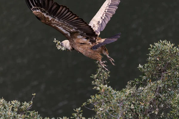 Abutre Griffon Voo Com Galho Bico Fotografado Parque Nacional Monfrague — Fotografia de Stock