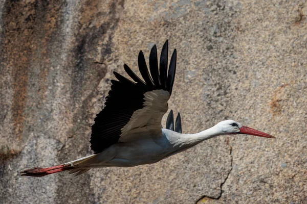 Stork Flight Stork Natural Environment — Stock Photo, Image