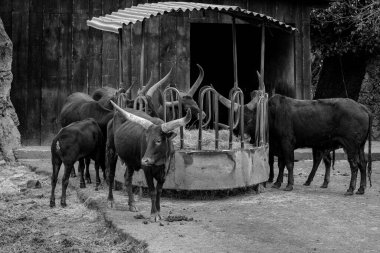 Ankole Watusi Afrika bir sığır olduğunu.