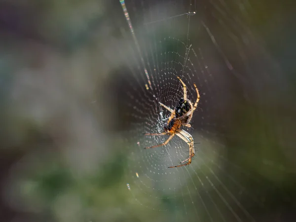 Spinnen Het Web — Stockfoto