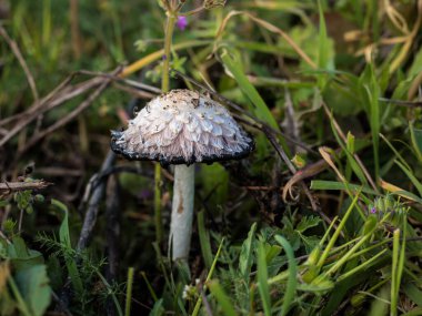 Çayırda yetişen mantarlar.