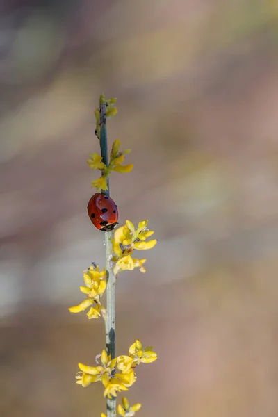 Ladybug Its Natural Environment — Stock Photo, Image